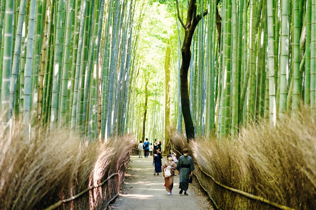 Sagano-wspaniały las bambusowy - Kyoto | Secret World Trip Planner