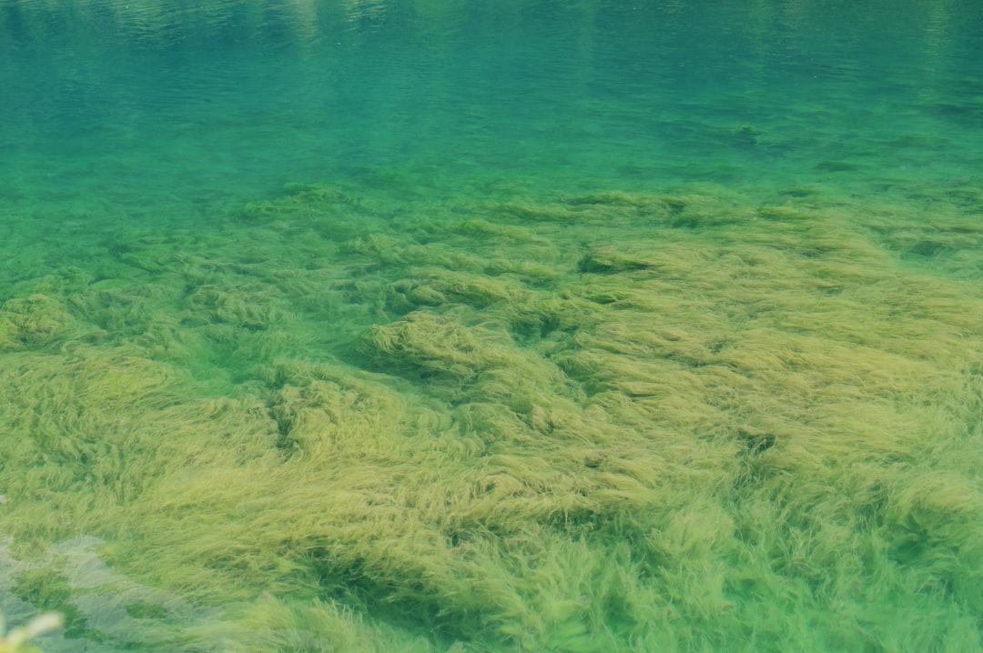 Austria |Lago Verde y el bosque submarino encantado - Green Lake | Secret World Trip Planner