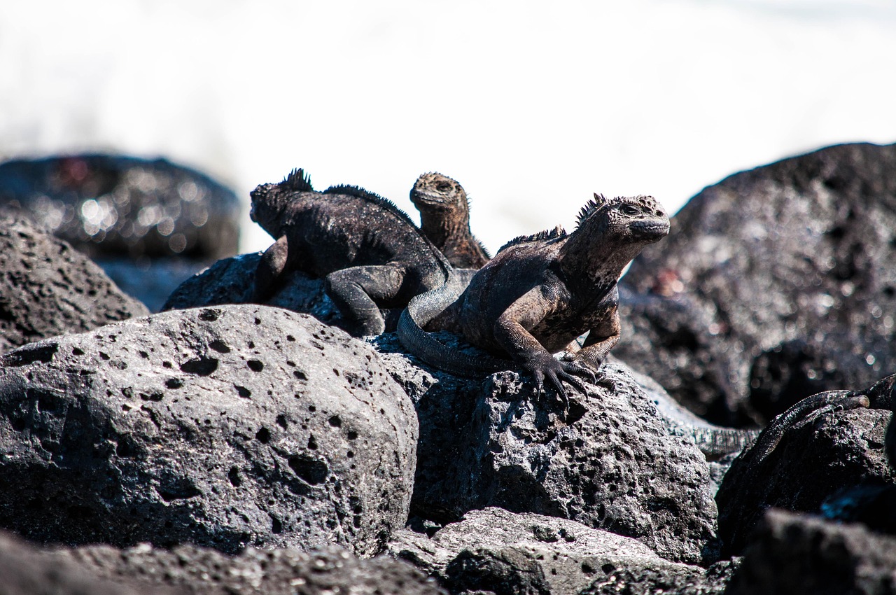 Rocas Bainbridge, una cadena de conos volcánicos de las Galápagos - Rocas Bainbridge | Secret World Trip Planner