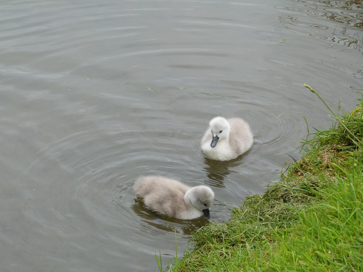 Inglaterra, uno de los pueblos más pintorescos: Abbotsbury - Abbotsbury | Secret World Trip Planner