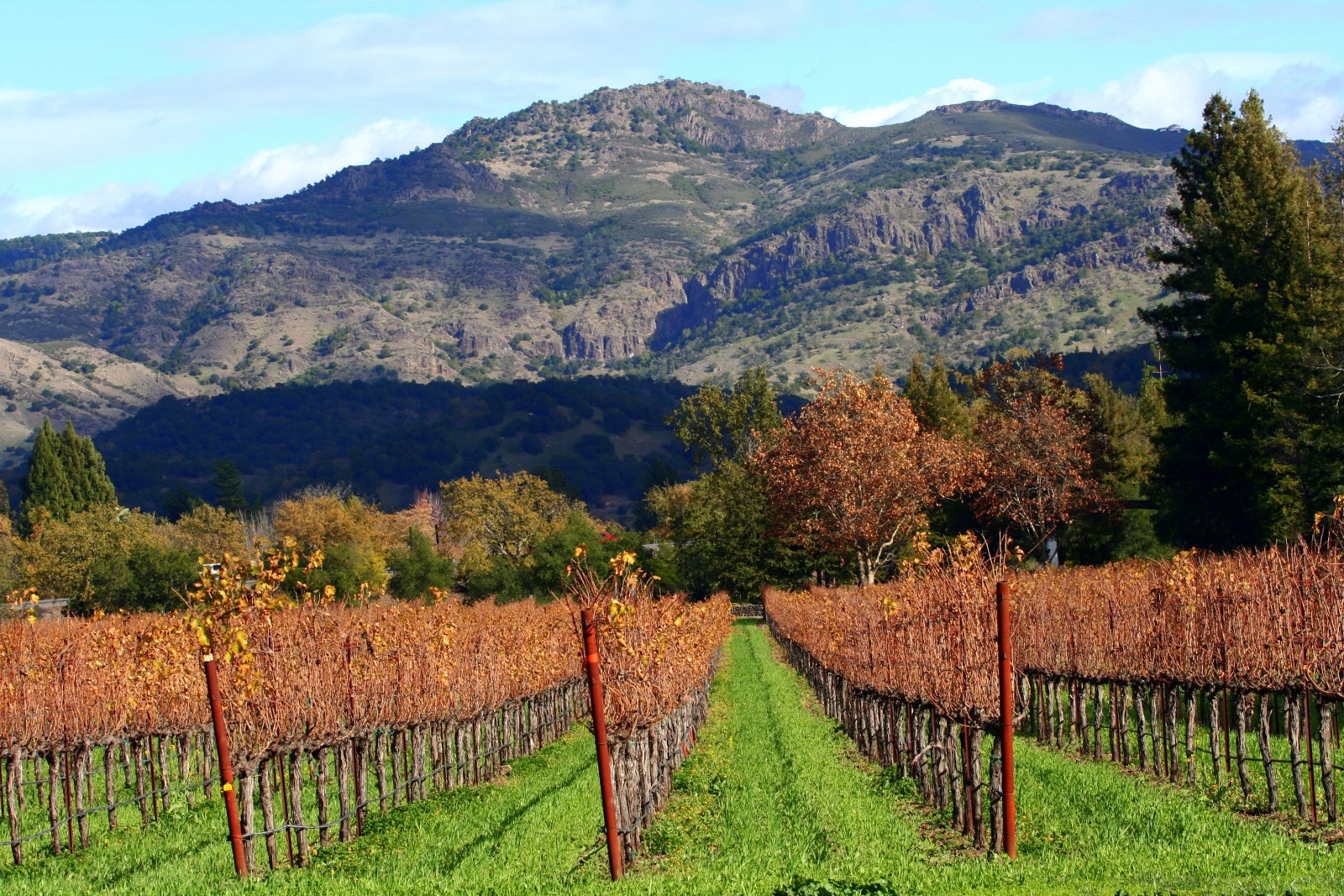 Beringer Kebun Anggur - Saint Helena | Secret World Trip Planner