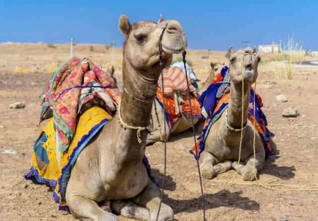 Wüste Thar - Thar Desert | Secret World Trip Planner