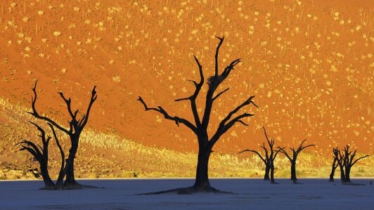 死んだVlei、砂漠の凍った森  - Sossusvlei | Secret World Trip Planner