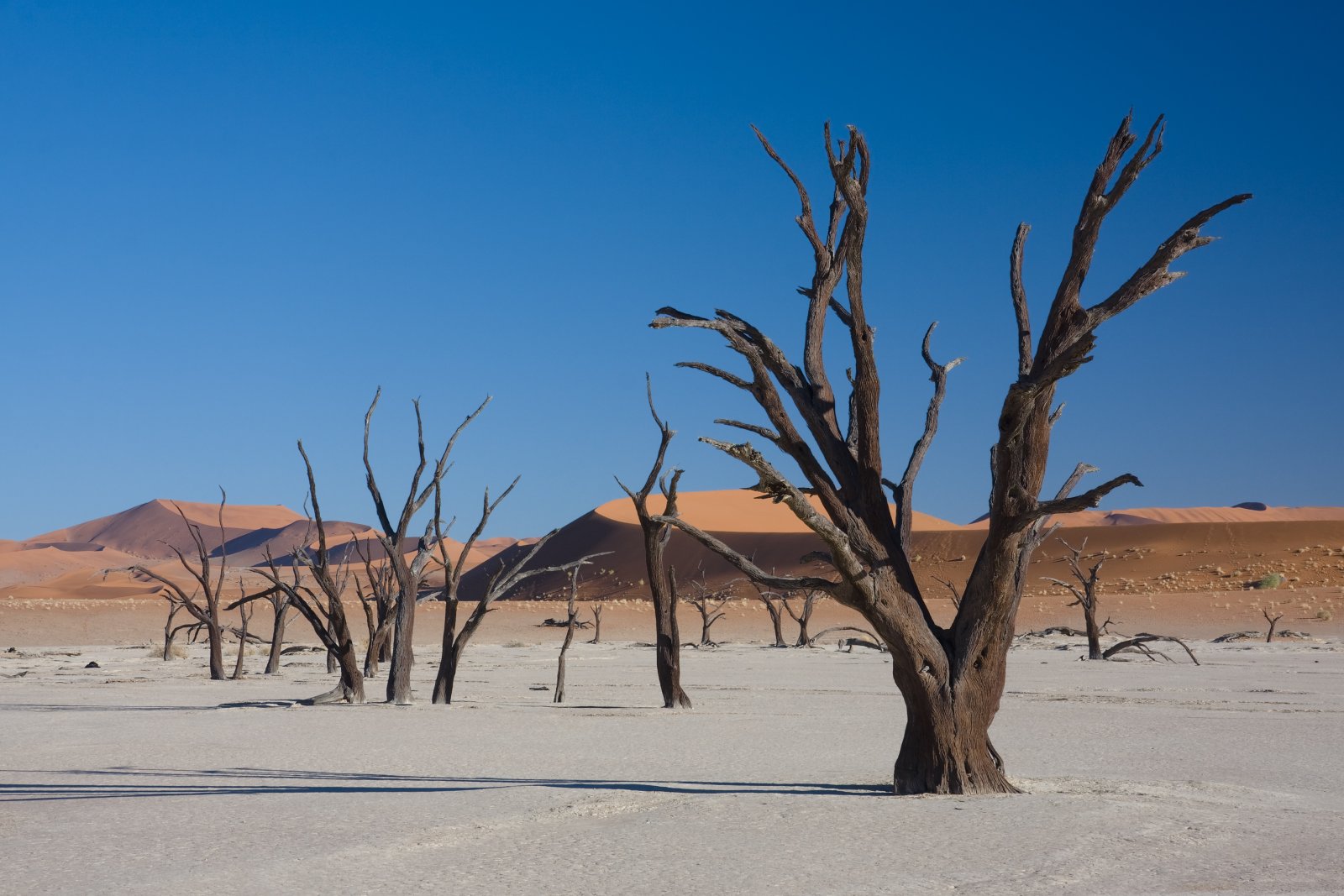死んだVlei、砂漠の凍った森  - Sossusvlei | Secret World Trip Planner