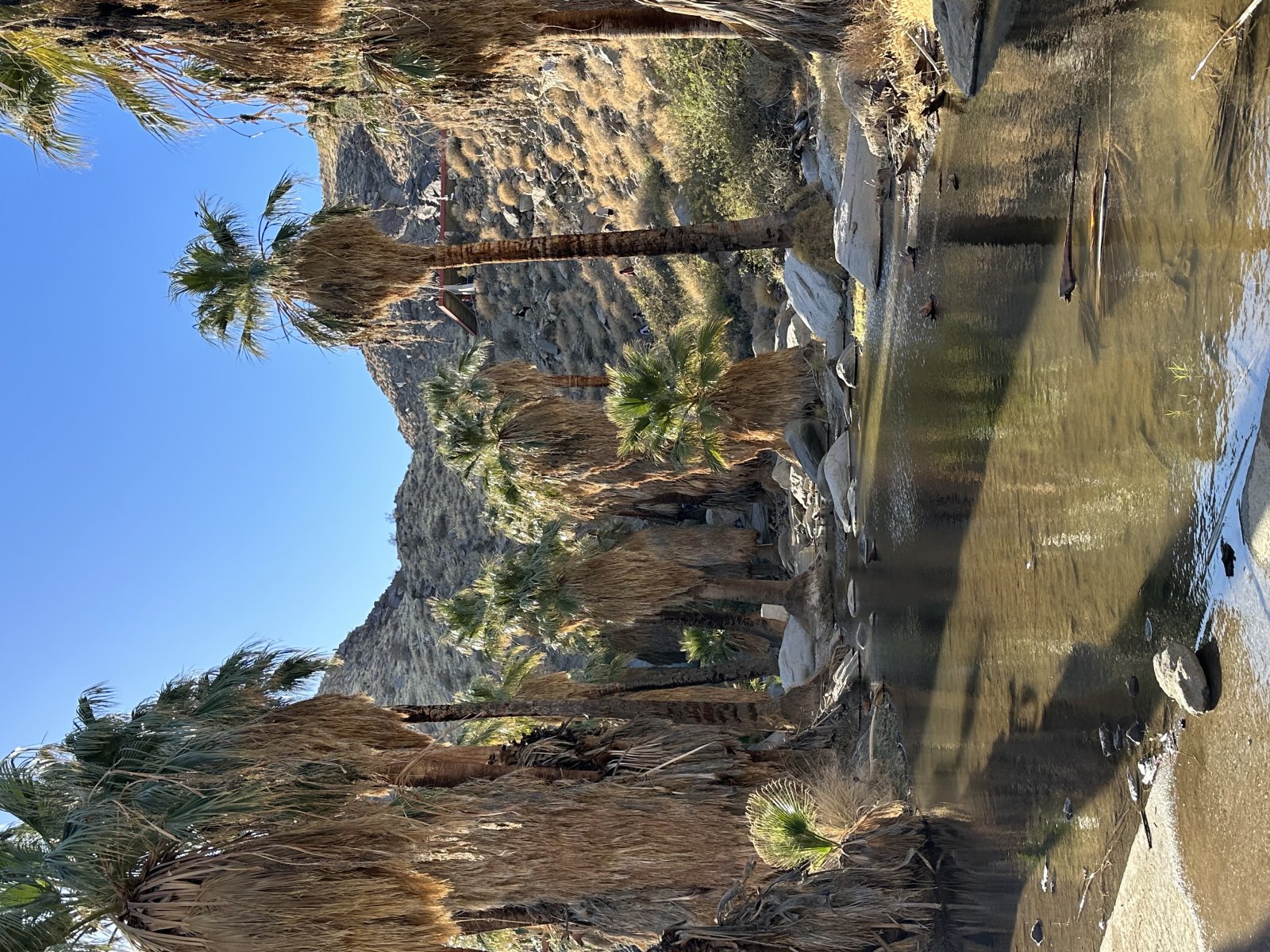 Indian Canyons - Palm Springs | Secret World Trip Planner