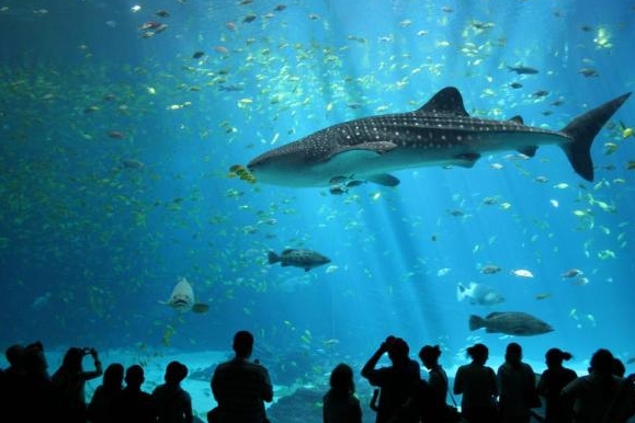 El Acuario de Vancouver - Vancouver | Secret World Trip Planner