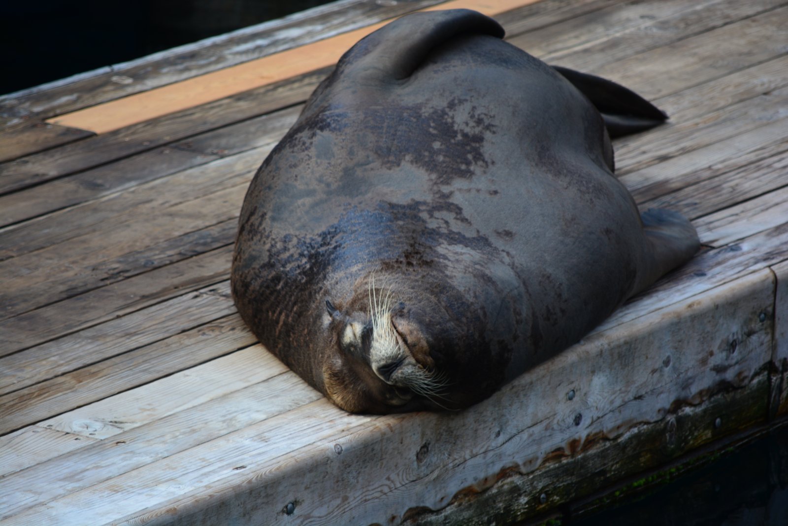 El Acuario de Vancouver - Vancouver | Secret World Trip Planner