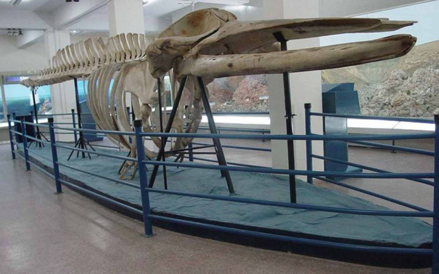 Il Museo pakistano di storia naturale (PMNH) — Islamabad