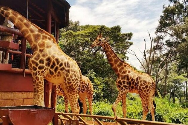 Centro de la Jirafa en Nairobi — Nairobi