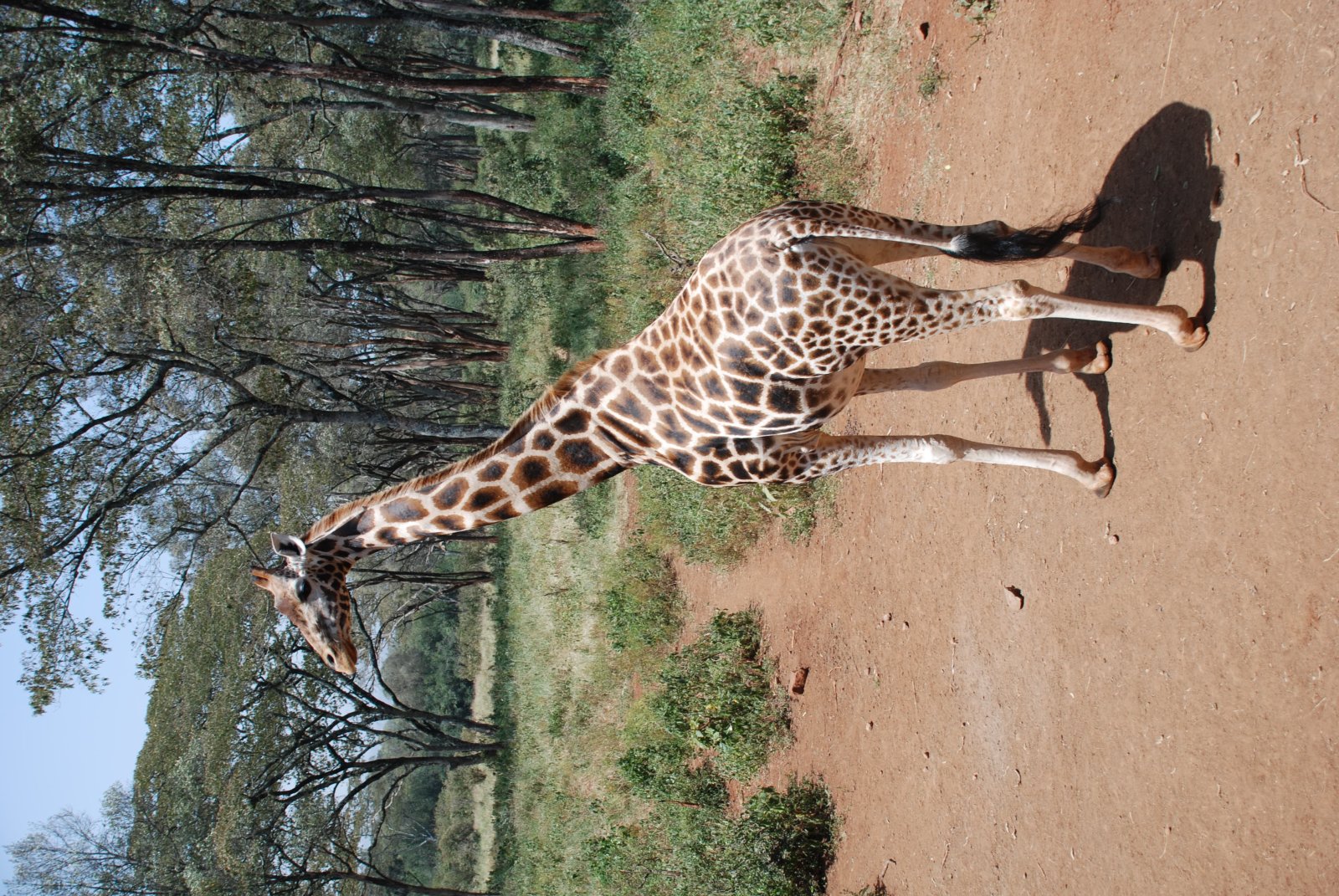 Centro de la Jirafa en Nairobi - Nairobi | Secret World Trip Planner