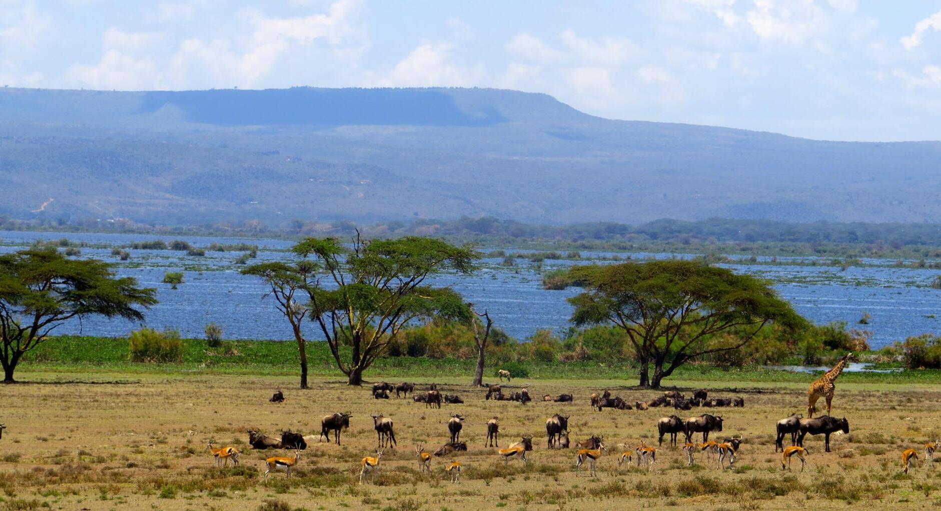 Lake Naivasha — Lago Naivasha