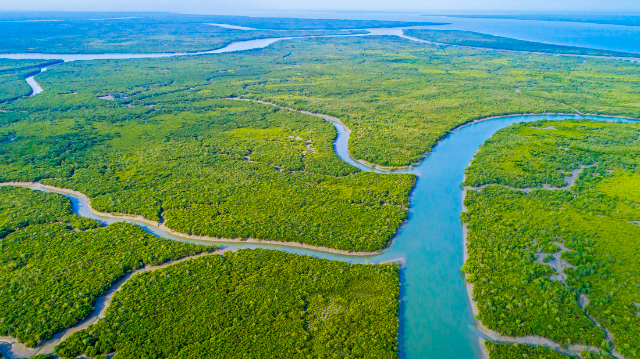 La Reserva Forestal de Sundarbans (SRF)