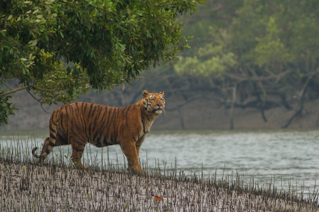 La Reserva Forestal de Sundarbans (SRF) | Secret World Trip Planner