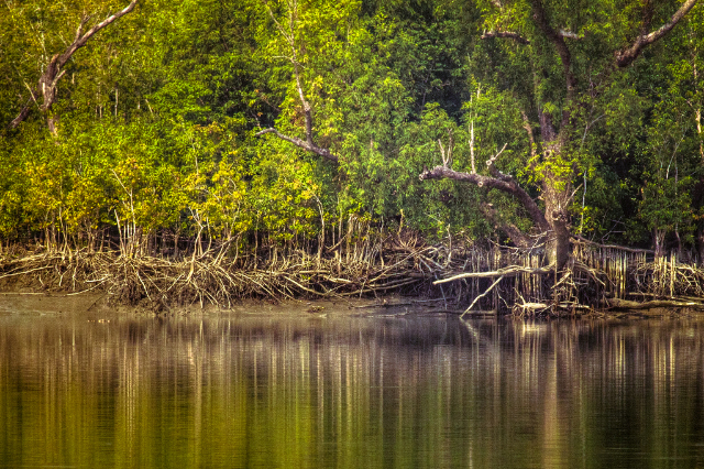 La Reserva Forestal de Sundarbans (SRF) | Secret World Trip Planner