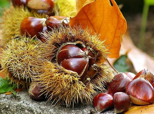Montella chestnut PGI. - Montella | Secret World Trip Planner