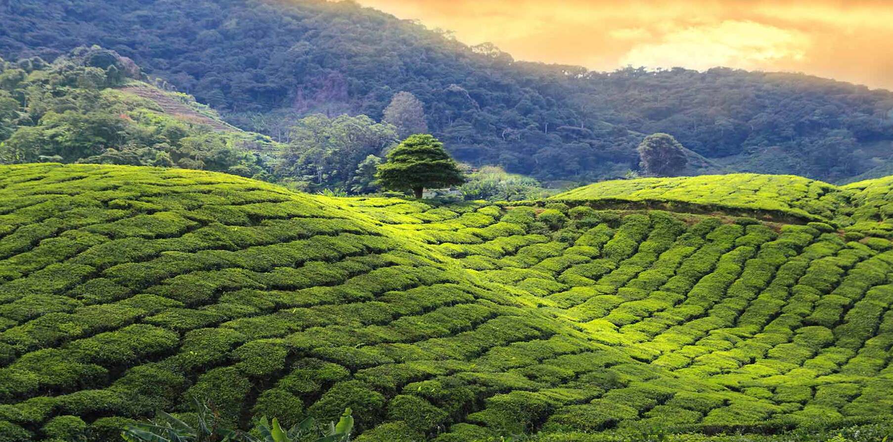 Darjeeling, el té de champán — Darjeeling