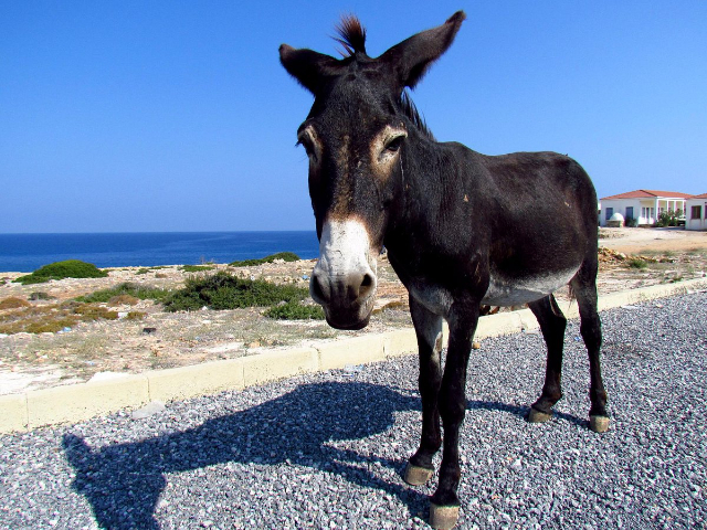 Gli asini del Parco Nazionale di Dipkarpaz: Abitanti unici di Cipro - Dipkarpaz | Secret World Trip Planner