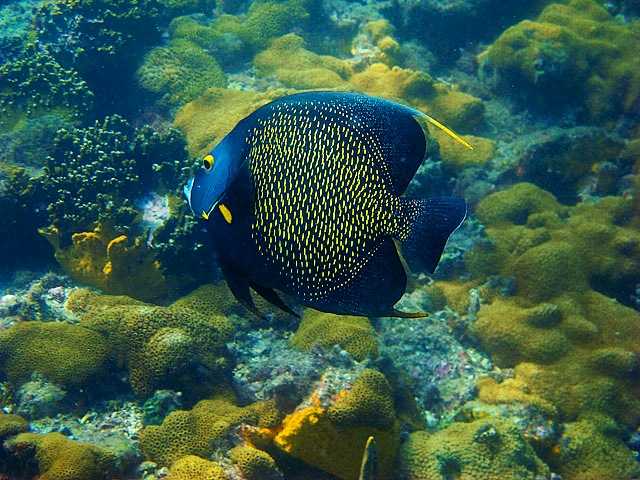 Marine Bluefish - Ilhabela | Secret World Trip Planner