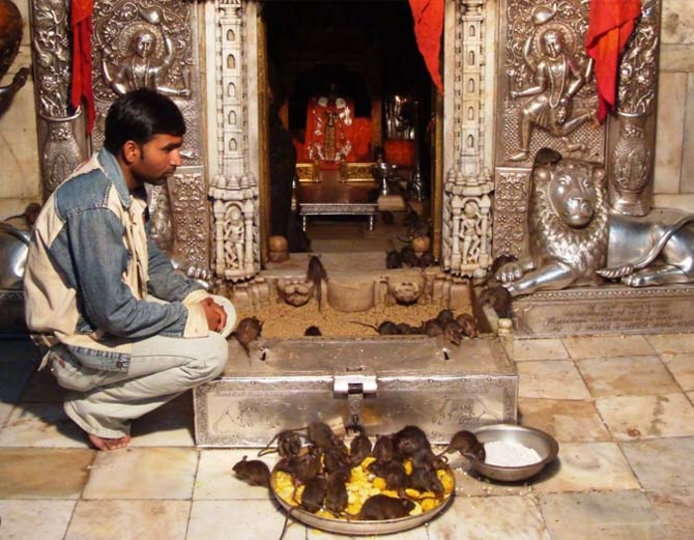Templo de Karni Mata - Bikaner | Secret World Trip Planner