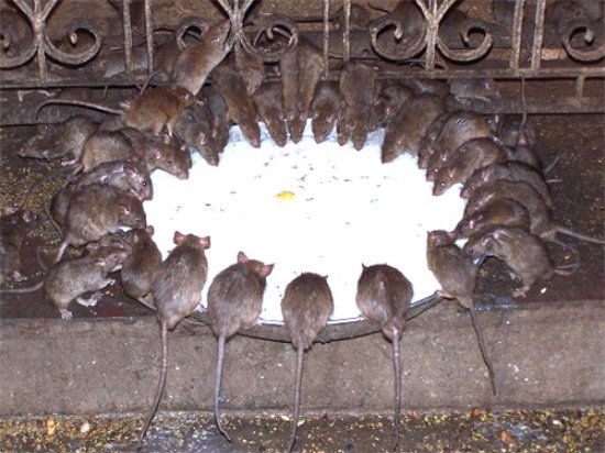 Templo de Karni Mata - Bikaner | Secret World Trip Planner