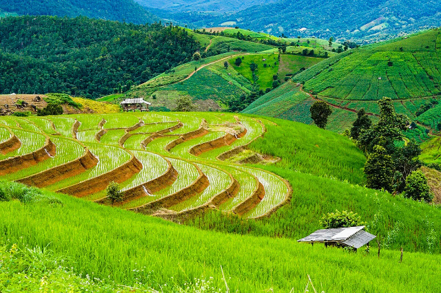 Террасҳои Райс Па Понг Пиенг - Tambon Chang Khoeng | Secret World Trip Planner