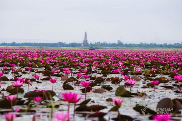 Red Lotus See - ตำบล แชแล | Secret World Trip Planner