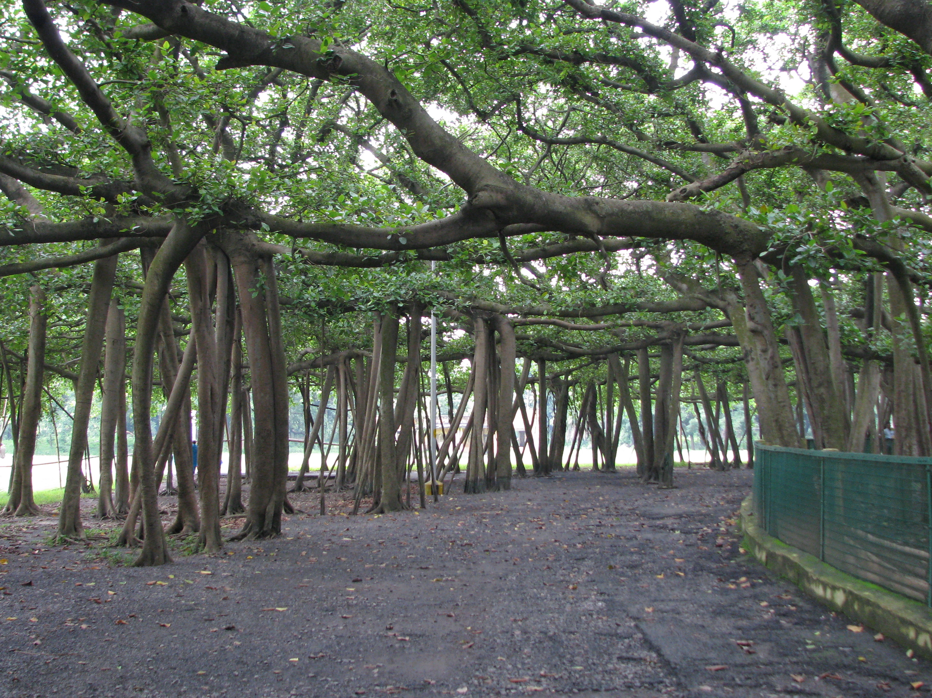 Bose Botanika bog'ida katta Banyan daraxti  - Howrah | Secret World Trip Planner