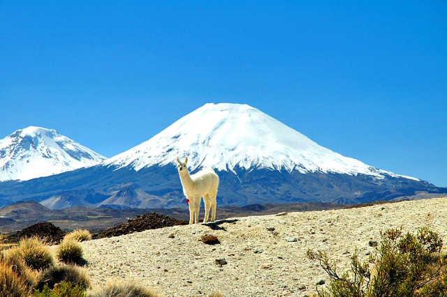 ラウカ国立公園 - Putre | Secret World Trip Planner