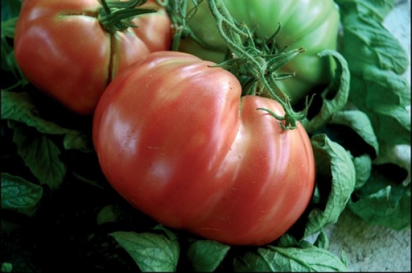 Sorrento POmodori - Sorrento | Secret World Trip Planner