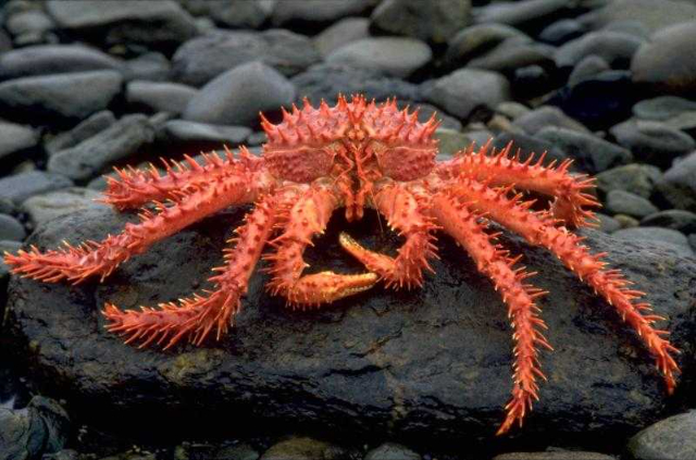 La centolle - Punta Arenas | Secret World Trip Planner