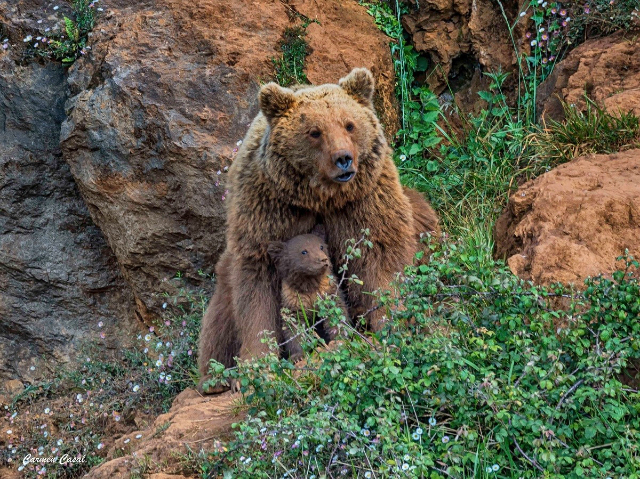 Parc naturel de Cabárceno - Cabárceno | Secret World Trip Planner