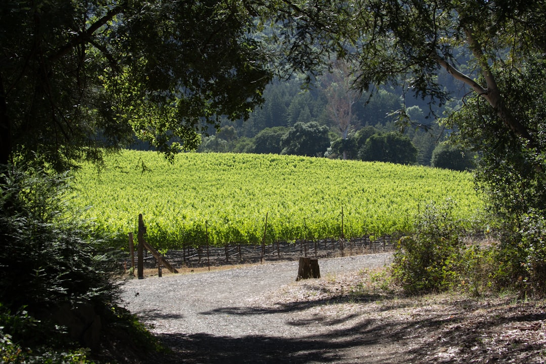 Sonoma Valley: La Magia dei Vini Californiani - Sonoma Valley | Secret World Trip Planner