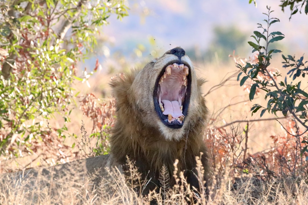 Skukuza: A Biodiversity Paradise in South Africa - Skukuza | Secret World Trip Planner