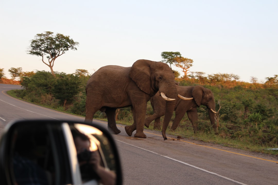 Skukuza: Ein Paradies der Biodiversität in Südafrika - Skukuza | Secret World Trip Planner