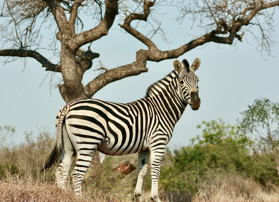 Skukuza: Un Paraíso de Biodiversidad en Sudáfrica - Skukuza | Secret World Trip Planner