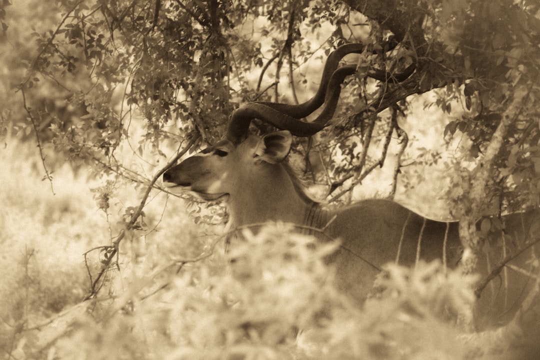 Skukuza: Un Paraíso de Biodiversidad en Sudáfrica - Skukuza | Secret World Trip Planner