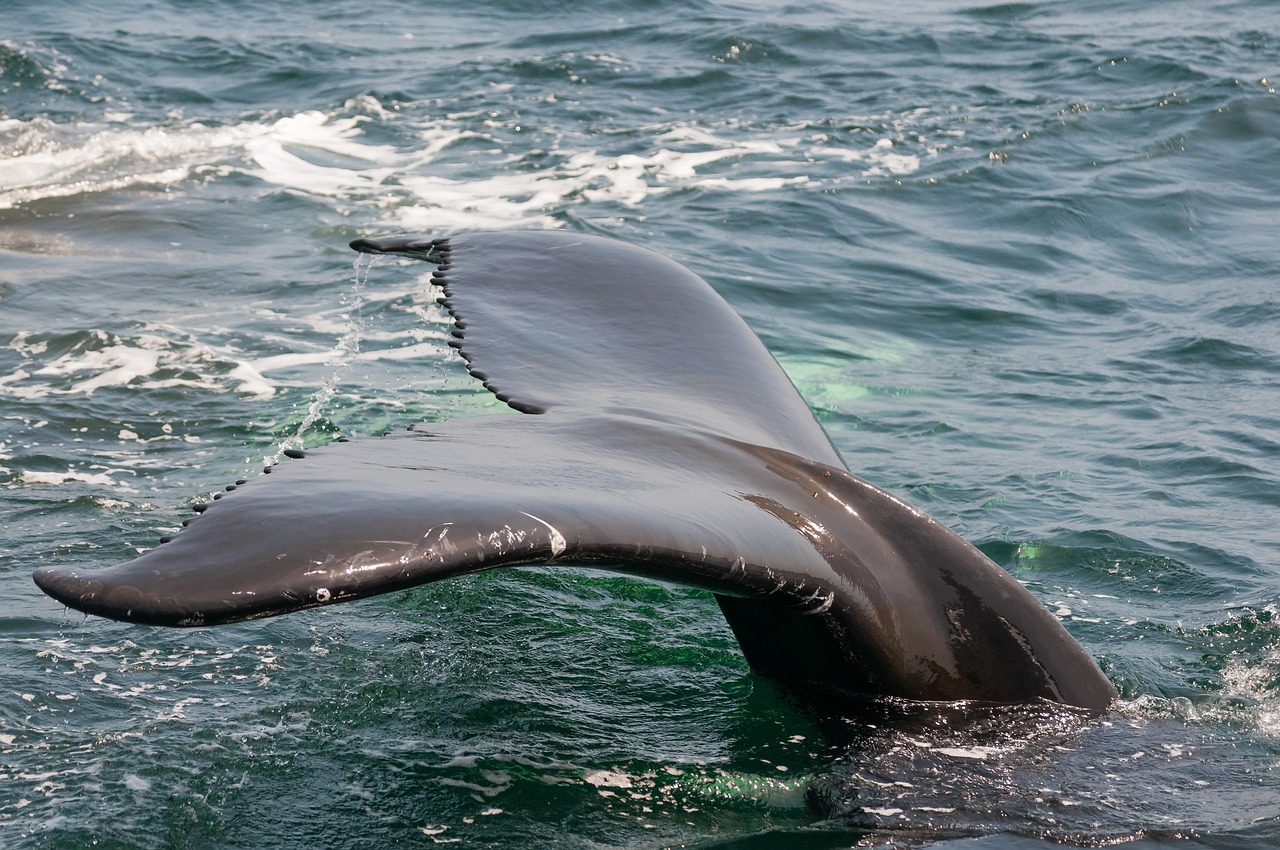 Cosa vedere a Monterey 2026: Guida ai luoghi imperdibili - Monterey | Secret World Trip Planner