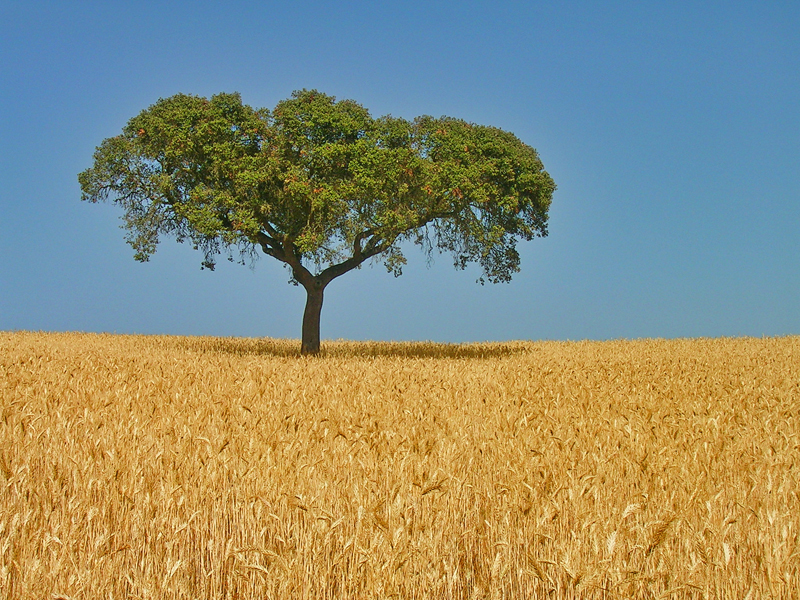 Weekend in Alentejo with Secret World: Your Perfect Guide - Alentejo | Secret World Trip Planner