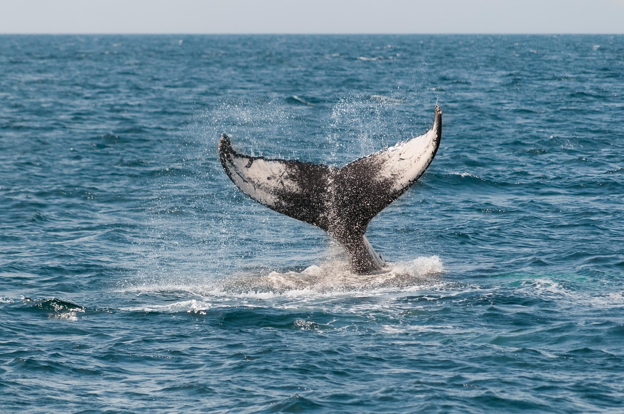 What to See in Monterey 2026: Must-Visit Places Guide - Monterey | Secret World Trip Planner