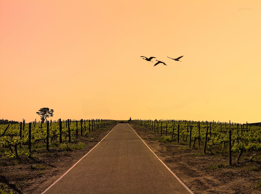 Itinerario perfetto Stellenbosch con AI nel 2026 - Stellenbosch | Secret World Trip Planner