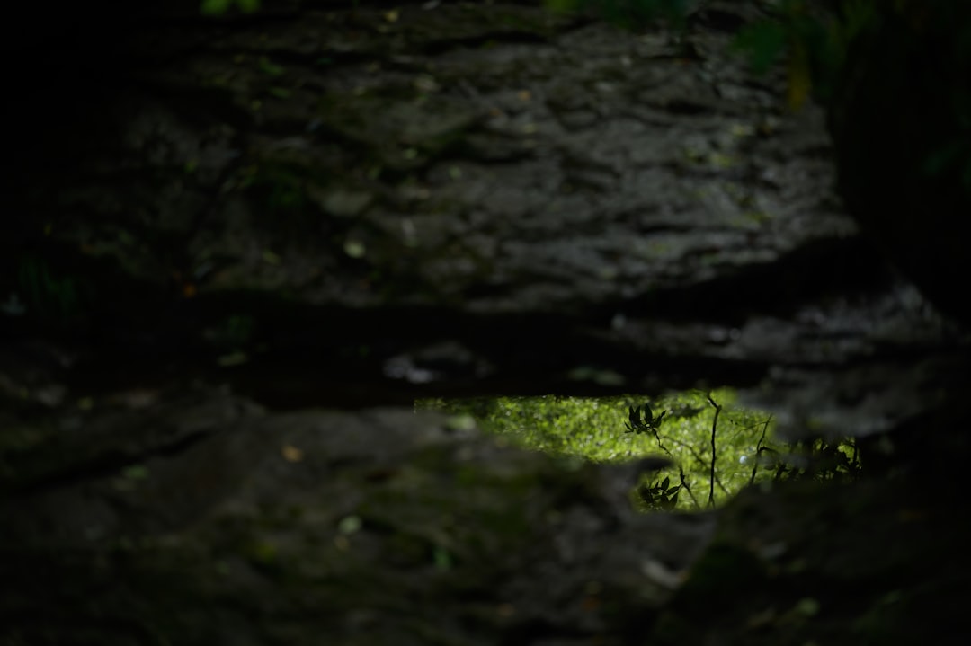 Las Mágicas Grutas de Waitomo: Luz y Sombras - 39 Waitomo Village Road | Secret World Trip Planner