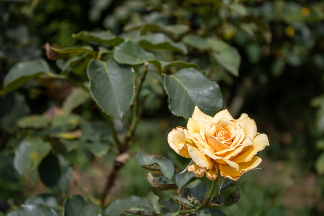 Explorando el Jardín Nacional de Shinjuku Gyoen - Shinjuku City | Secret World Trip Planner