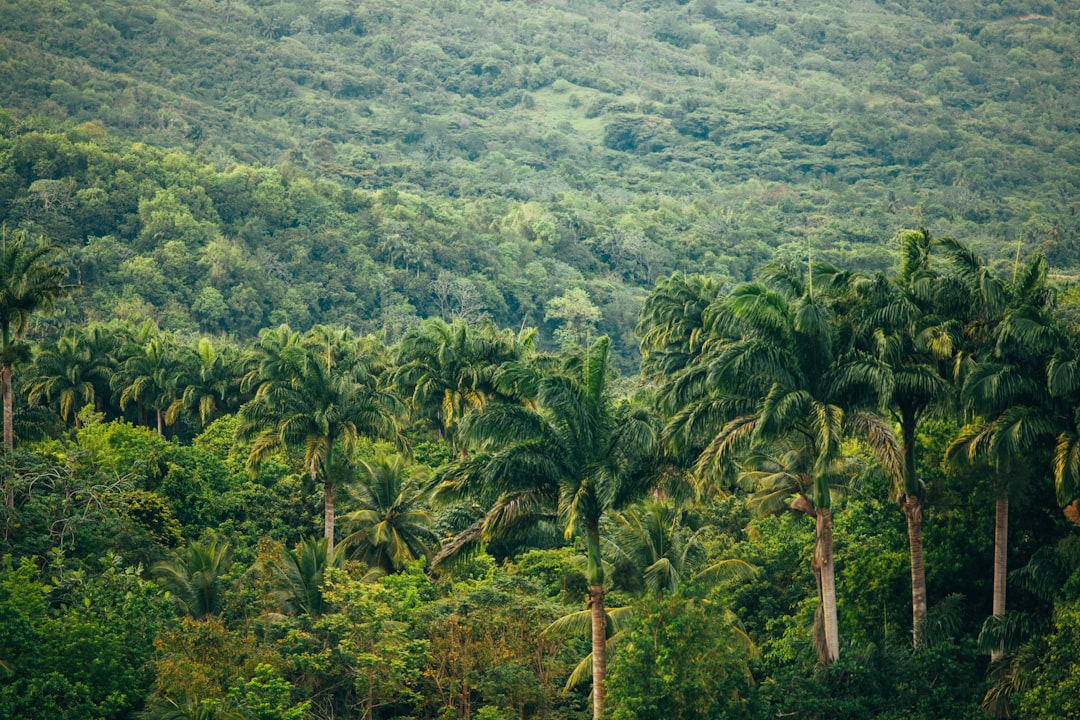 Exploring the Magic of the Amazon Rainforest - Codajás - Amazonas | Secret World Trip Planner