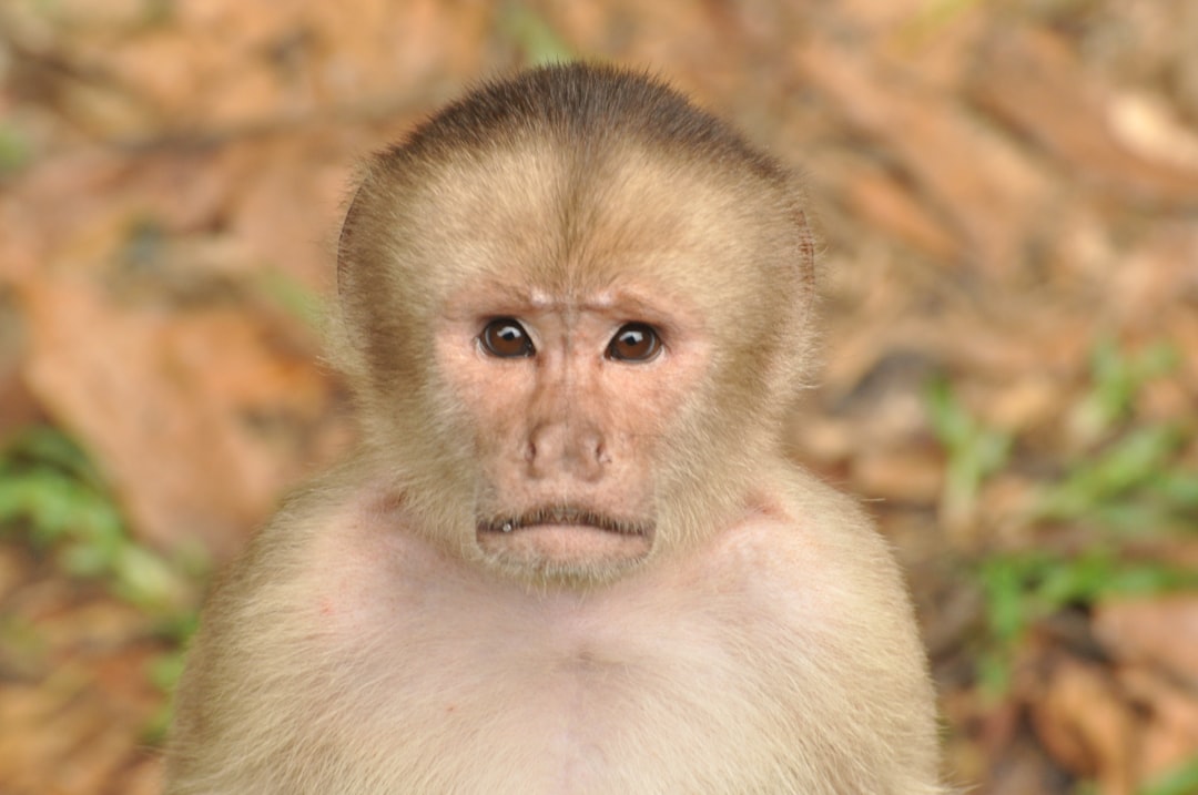 Explorer la Magie de la Forêt Amazonienne - Codajás - Amazonas | Secret World Trip Planner