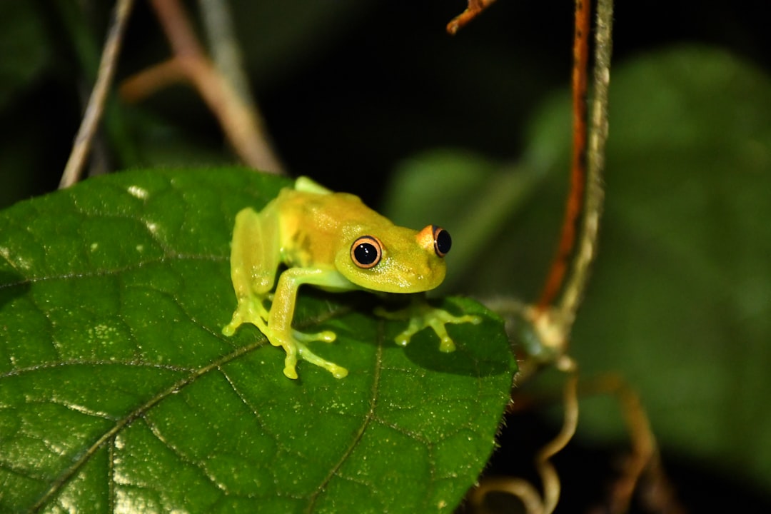 Explorando la Magia de la Selva Amazónica - Codajás - Amazonas | Secret World Trip Planner