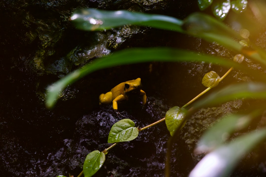 Explorando la Magia de la Selva Amazónica - Codajás - Amazonas | Secret World Trip Planner