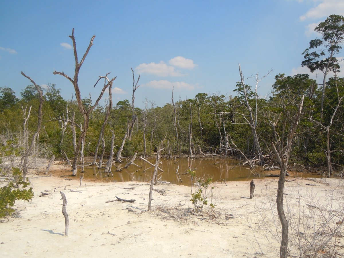 Cayo Levisa: Il Paradiso Nascosto di Cuba — Cayo Levisa