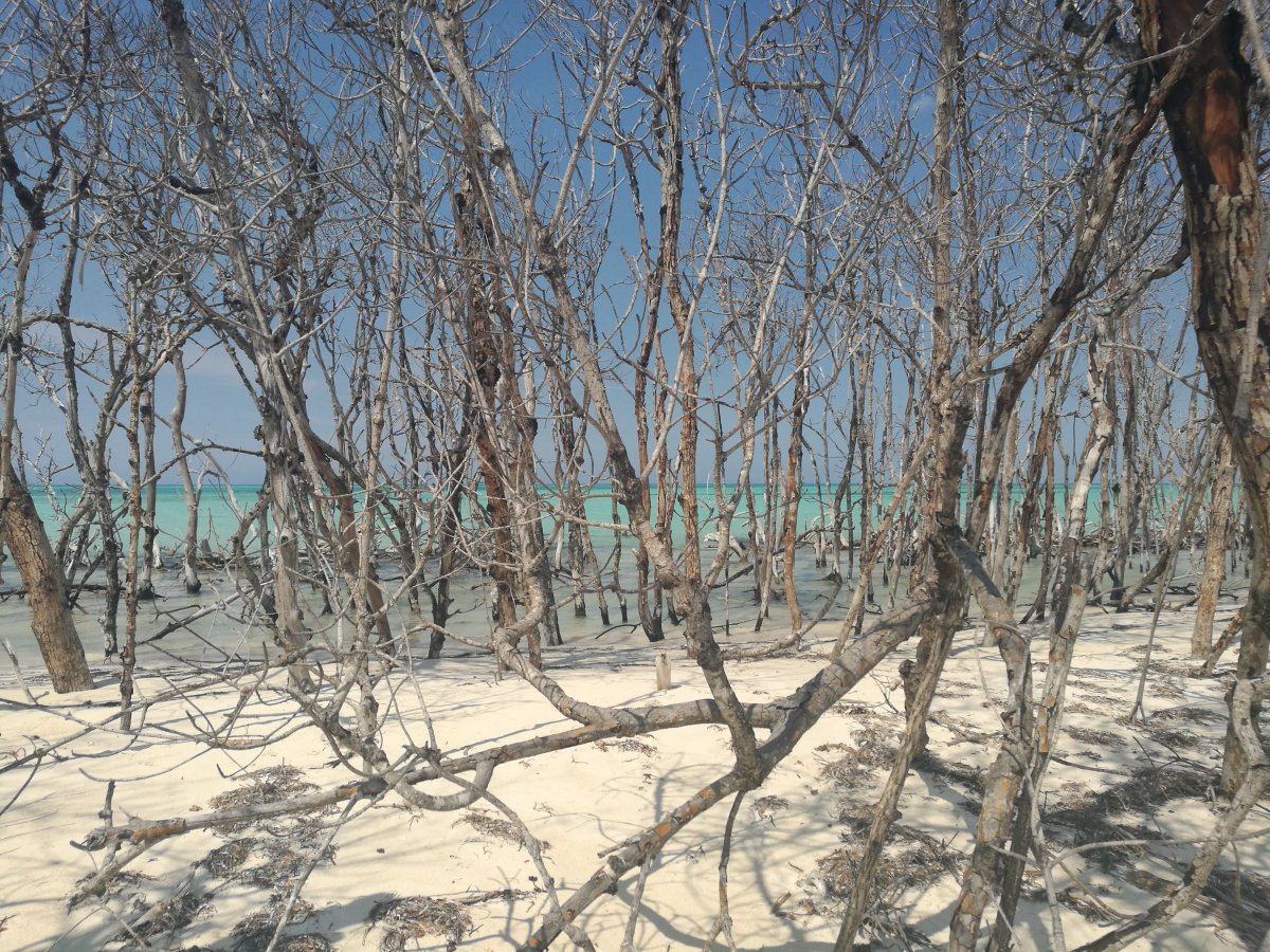 Cayo Levisa : Le Paradis Caché de Cuba - Cayo Levisa | Secret World Trip Planner