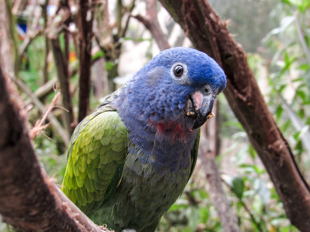 Découvrez le Parque de Aves Exoticas en Équateur - Puyo | Secret World Trip Planner