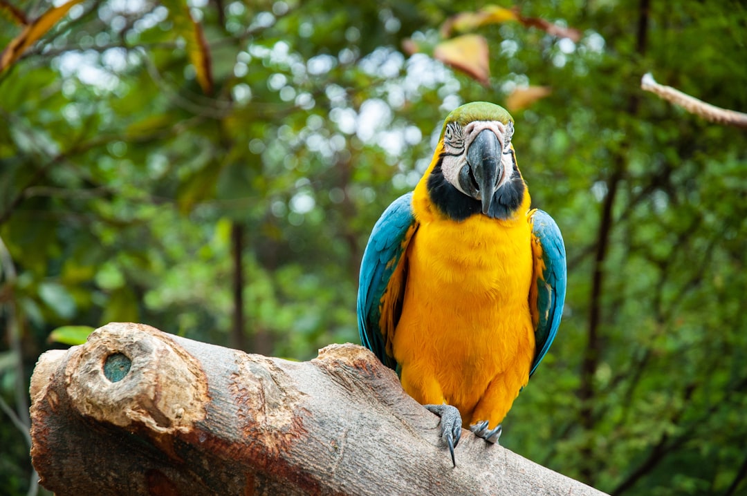 Descubre el Parque de Aves Exóticas en Ecuador - Puyo | Secret World Trip Planner